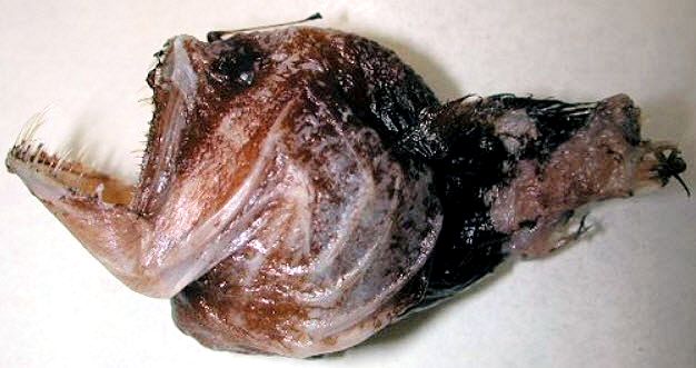 Melanocetus murrayi_03.jpg